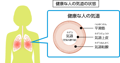 健康な人の気道の状態